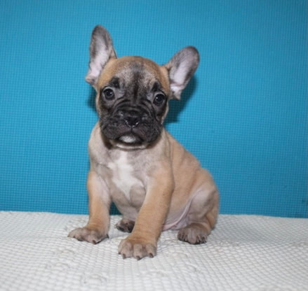 AKC Mike French Bulldog Fawn Black face colored