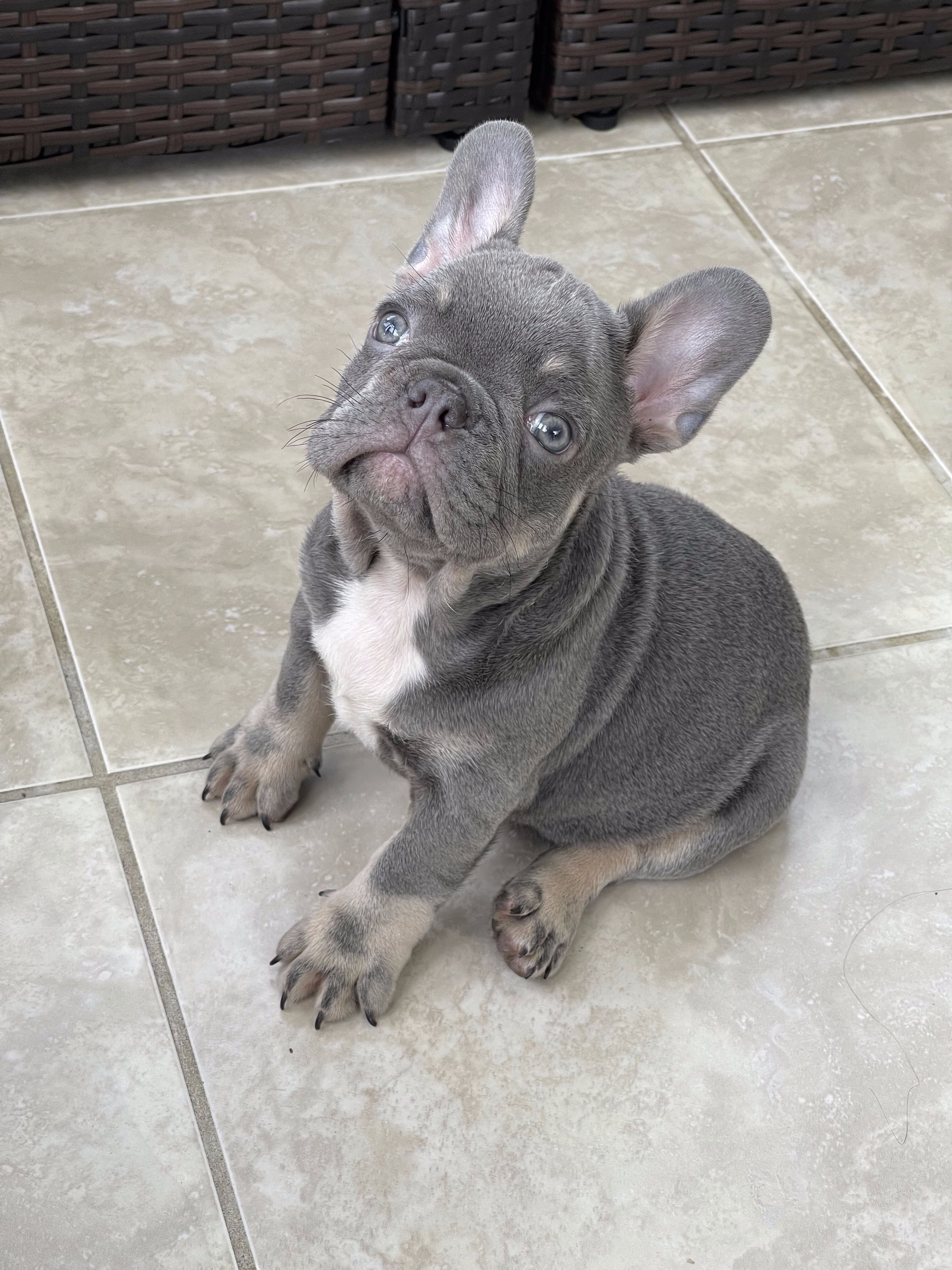 AKC Oliver French Bulldog Blue/tan colored